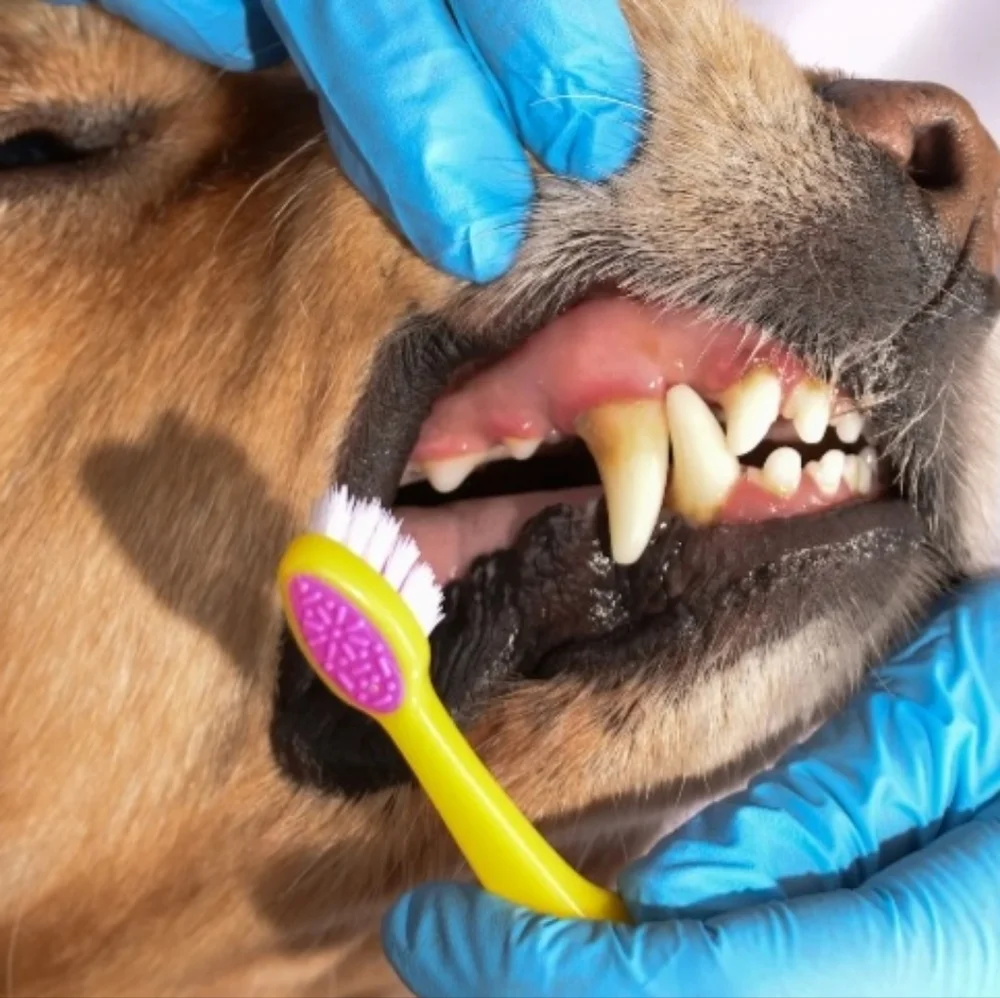 Arm & Hammer 4-Piece Tartar Control Toothpaste and Brush Set Dental Kit for Dogs